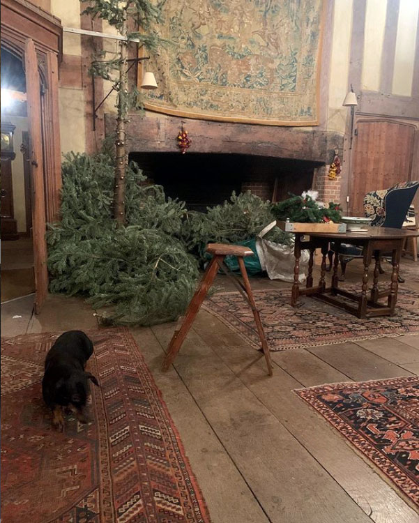Aaron Bertelsen's photograph of unwanted Christmas trees at Great Dixter