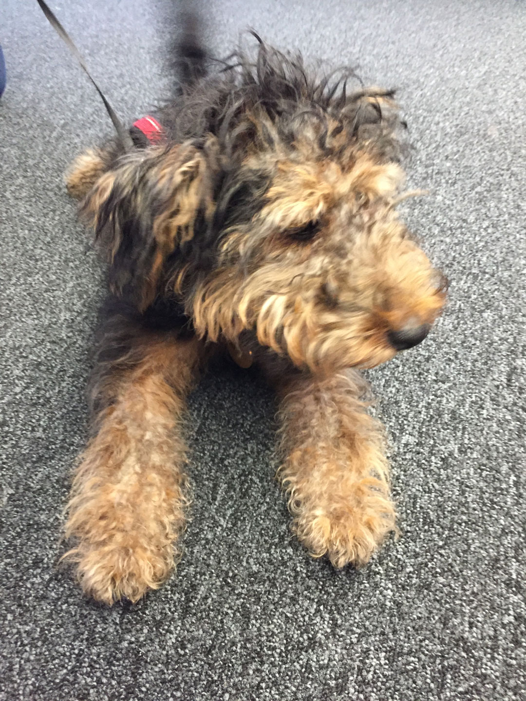 Albee the Welsh Terrier