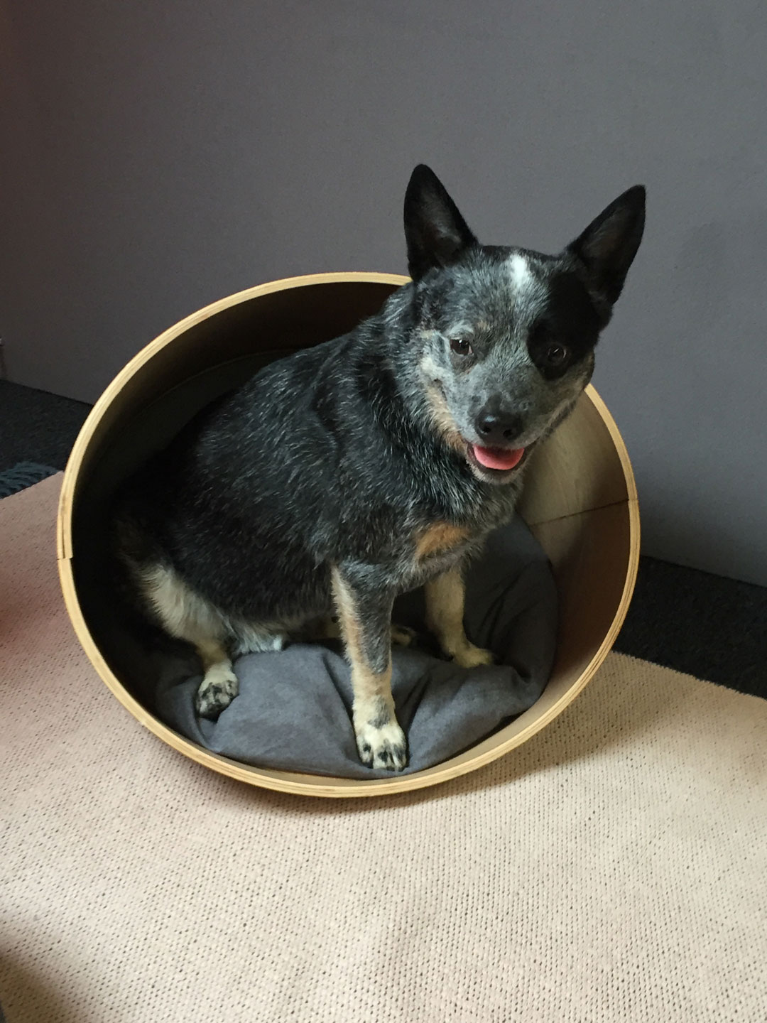 Rupert the Australian Cattle Dog traded the herding for some home comforts