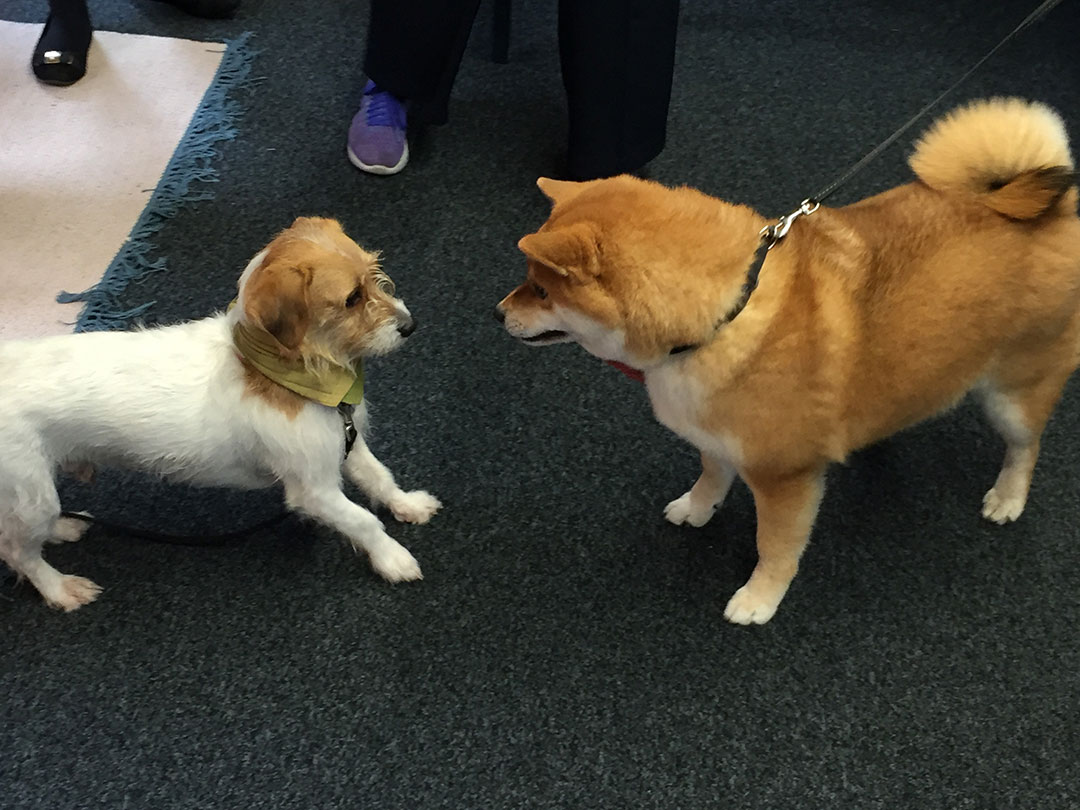 No dog party would be complete without a Paw-secco-fuelled face off - Sam and Michael J Fox square up