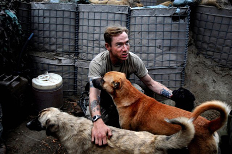 Stray dogs at Patrol Base California, Kunar Province, Afghanistan, 2007.