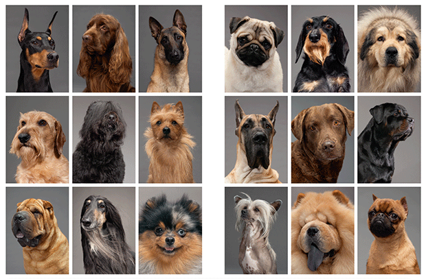 Robert Clark's photographs of dogs. From Evolution: A Visual Record