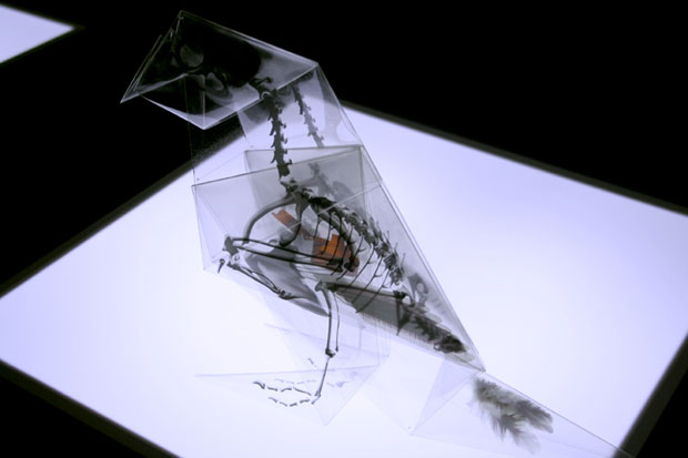 Make an animal using an origami template to highlight pollution concerns