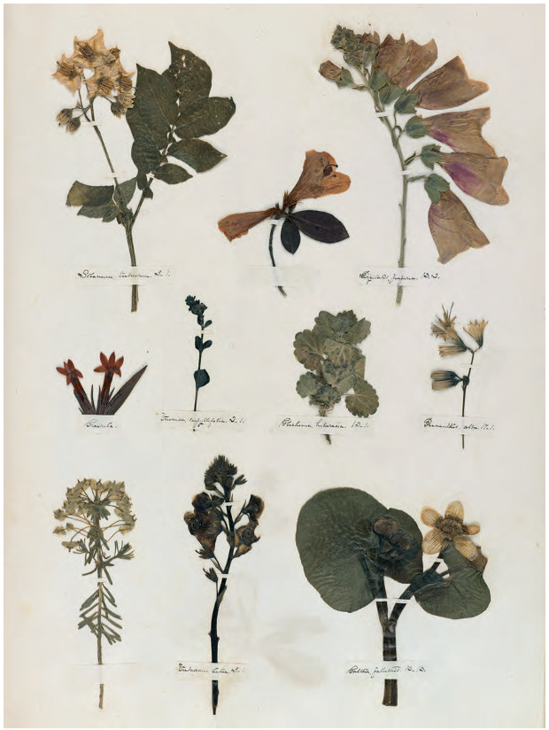  Herbarium sheet, c.1839–46 Pressed flowers on woven paper, 33 × 49.5 cm / 13 × 19½ in Houghton Library, Harvard University, Cambridge, Massachusetts. As reproduced in Plant