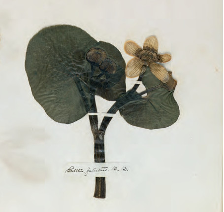 Detail from Herbarium sheet, c.1839–46 Pressed flowers on woven paper, 33 × 49.5 cm / 13 × 19½ in Houghton Library, Harvard University, Cambridge, Massachusetts. As reproduced in Plant