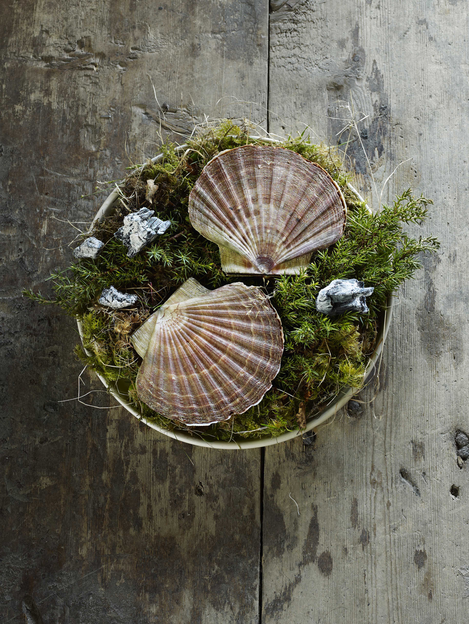 Scallops over juniper, from Fäviken