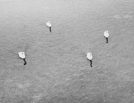 Jochen Lempert Untitled (four swans), 2006 Silver gelatin print © VG Bild-Kunst, Bonn, for Jochen Lempert Courtesy of ProjecteSD, Barcelona