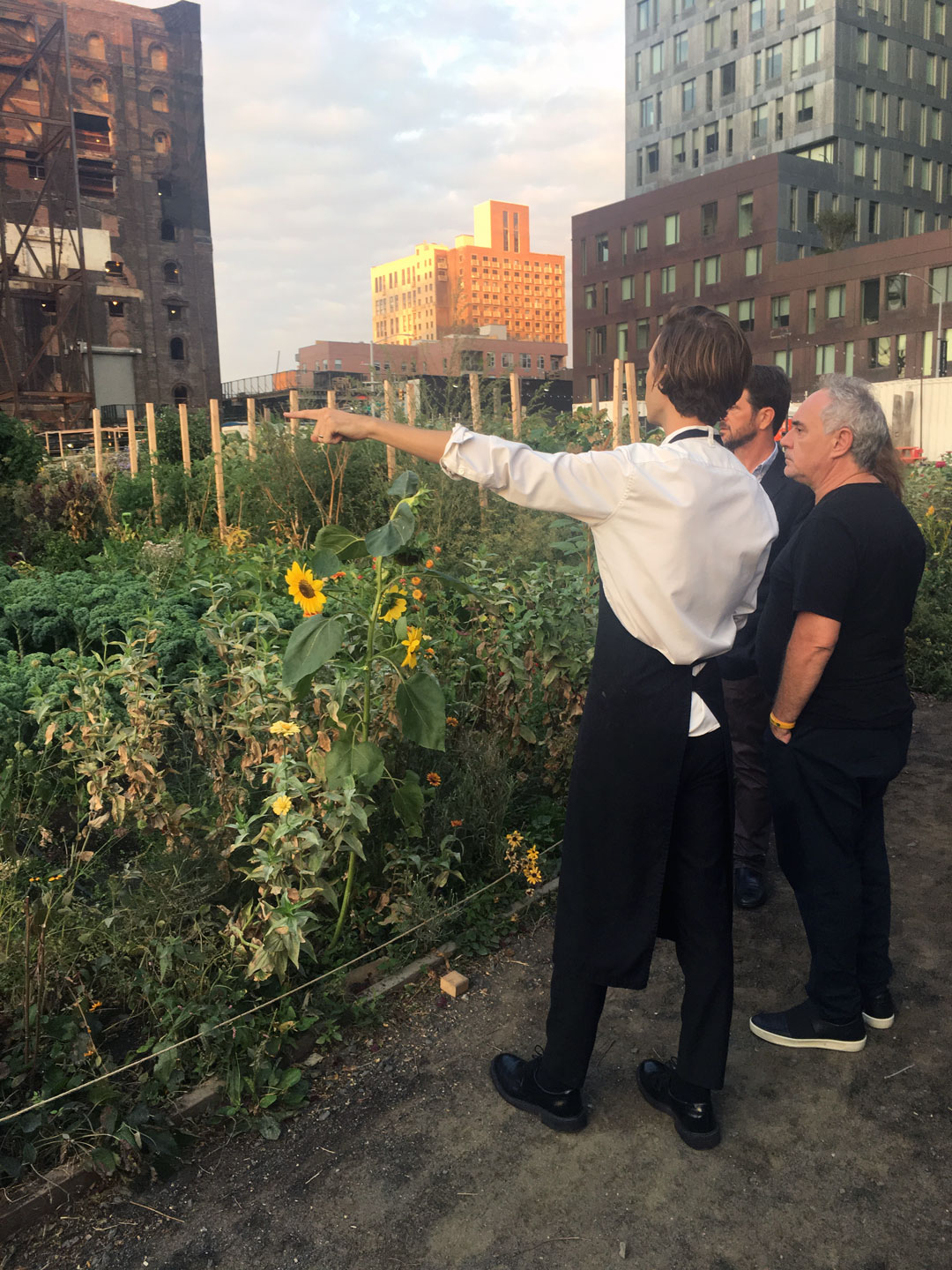 Ferran Adrià and Fredrik Berselius in Berselius’ kitchen garden plot at North Brooklyn Farms