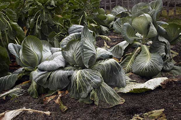 Cabbages, left unharvested and preserved in frost, at Fäviken