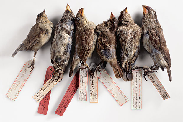 Galápagos finches photographed by Robert Clark. From Evolution: A Visual Record