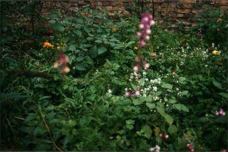 Garten (garden) (2008) by Wolfgang Tillmans