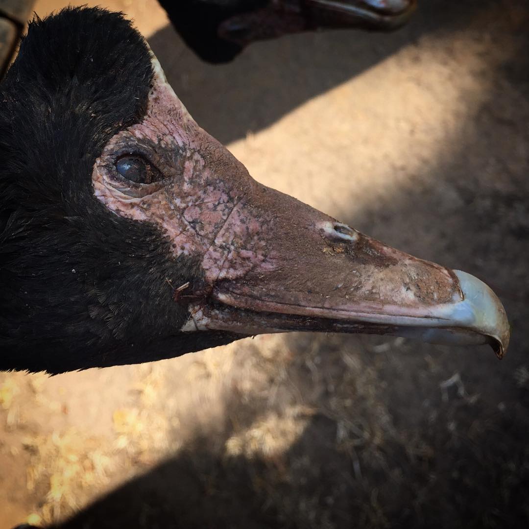 Magpie goose, Australia, 2015, courtesy of René Redzepi's Instagram
