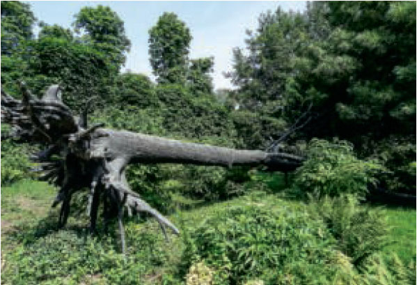 L’Arbe des Voyelles (Tree of Vowels), 1999, Tuileries Garden, Paris, by Giuseppe Penone