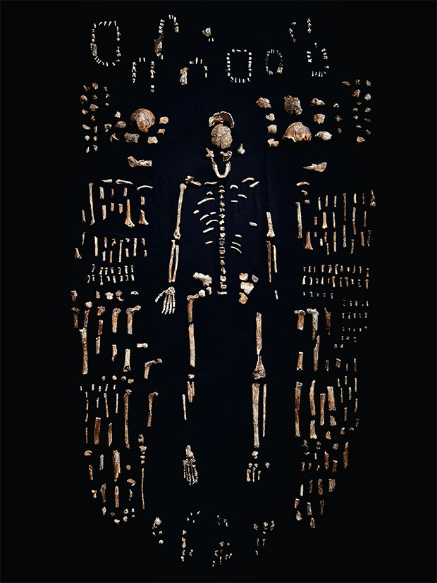 Homo naledi remains, discovered in 2013; a previously unknown fossil hominid which existed between one and two million years ago. Robert Clark. From Evolution: A Visual Record