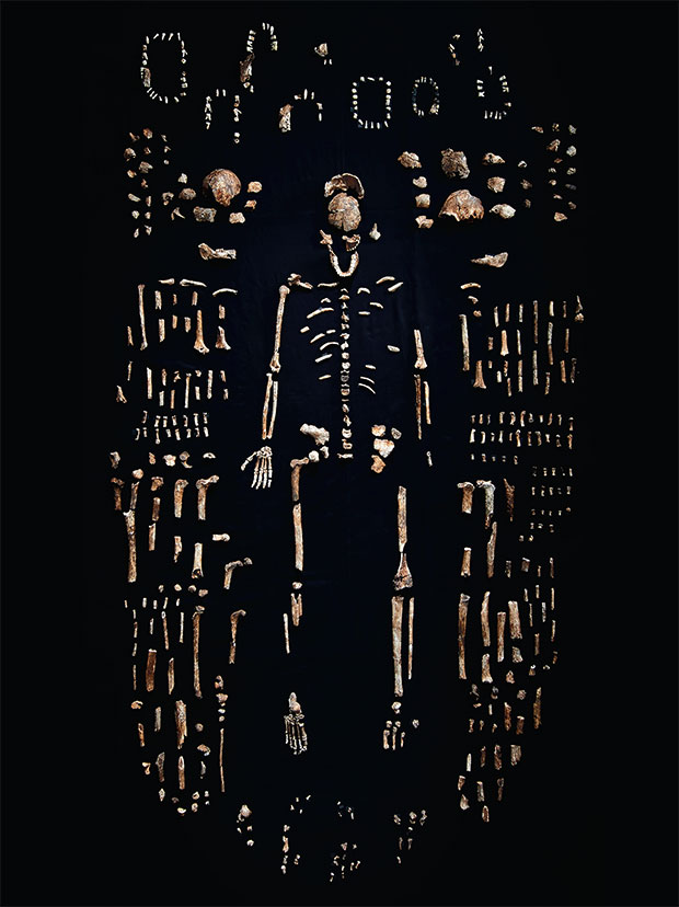 Robert Clark, Remains of Homo naledi from the Rising Star Cave in South Africa. © Robert Clark