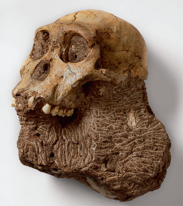 Homo naledi remains, Robert Clark. From Evolution: A Visual Record