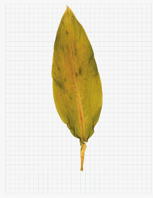 A wild garlic leaf, as reproduced in A Work In Progress