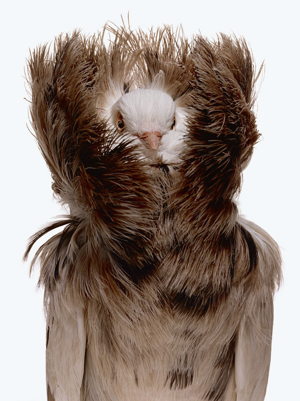 A Jacobin pigeon photographed by Robert Clark. From Evolution: A Visual Record