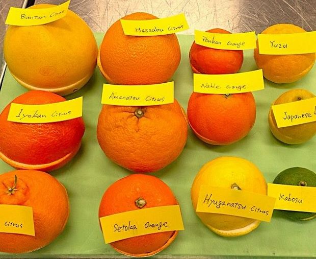 René Redzepi experiments with Japanese oranges, ahead of Noma's Tokyo pop-up