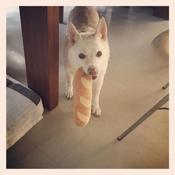Kipple with her new bread toy