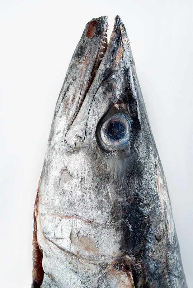 A largehead hairtail (Trichiurus lepturus) photographed by Robert Clark in Evolution: A Visual Record