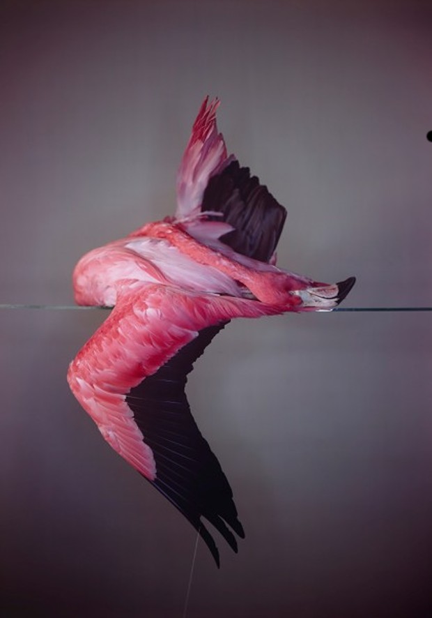 Large Flamingo, 2014, by Richard Learoyd Unique Camera Obscura Ilfochrome Photograph. Courtesy of Michael Hoppen Contemporary