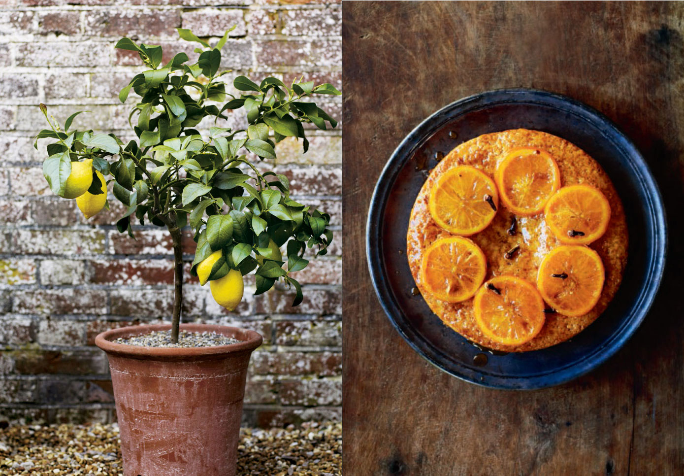 A potted lemon tree at Great Dixter, and Aaron Bertelsen's Tunisian lemon and orange cake