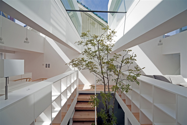Japanese architects put a tree in a townhouse