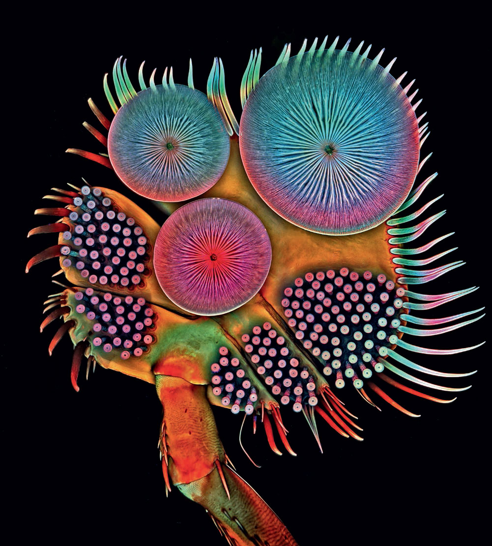 A male diving beetle (Acilius sp.) front foot (2015), digital image created by laser scanning confocal
microscope by Igor Siwanowicz