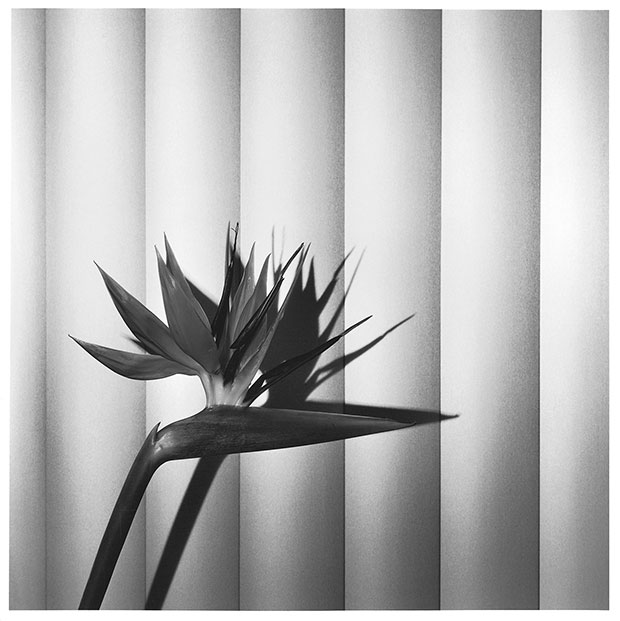 Robert Mapplethorpe - from the book Mapplethorpe Flora: The Complete Flowers 