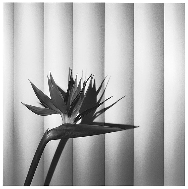 Mapplethorpe's flower photos are as good as the Sistine Chapel