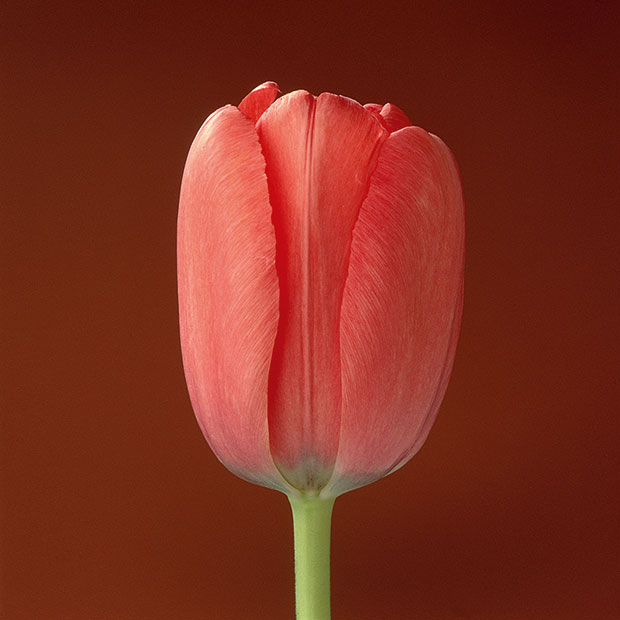 Robert Mapplethorpe - from the book Mapplethorpe Flora: The Complete Flowers