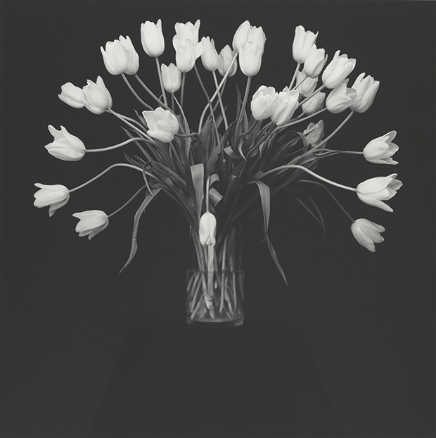 Mapplethorpe Flora | Photography | Store | Phaidon