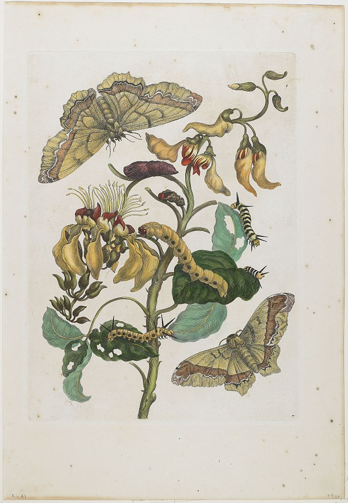 Metamorphosis Insectorum Surinamensium (1705) by Maria Sibylla Merian