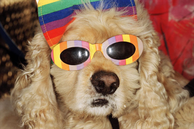 Dog In Sunglasses on Venice Beach (1998) by Martin Parr (the one and only time you'll see a dog in sunglasses on phaidon.com)