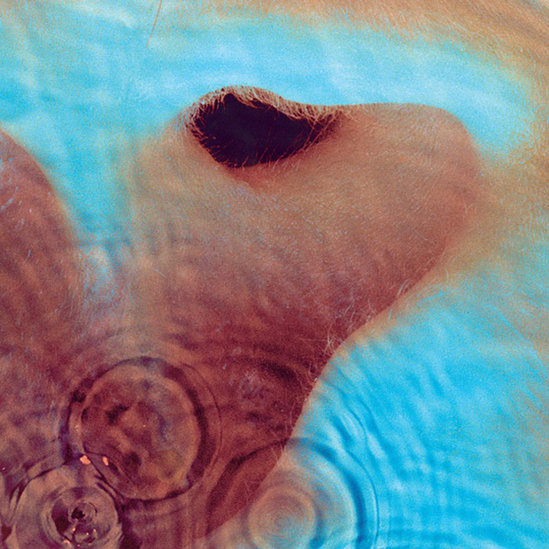 The cover of Meddle, 1971, by Pink Floyd. Image courtesy of the V&A. © Pink Floyd Music Ltd