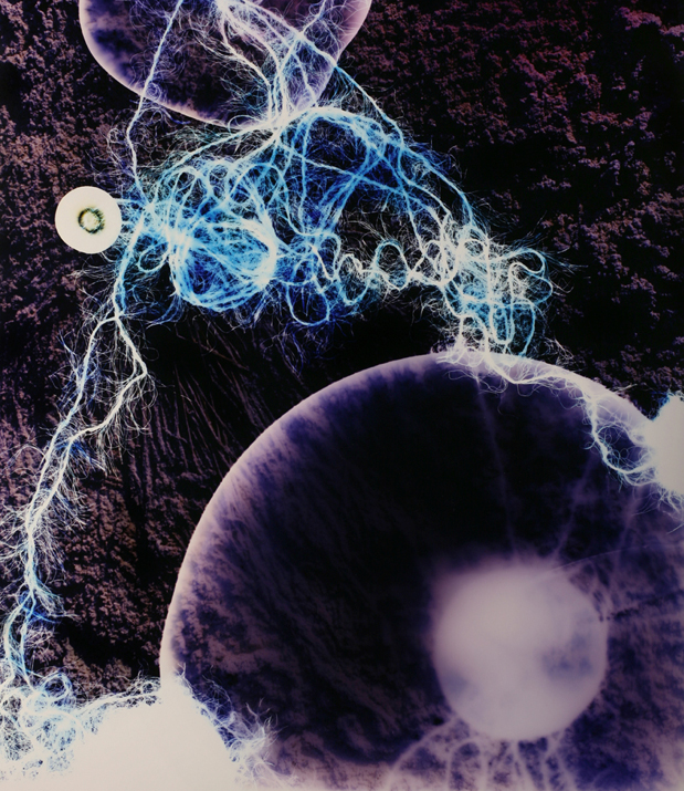 Meghann Riepenhoff - Instar Series