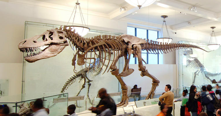 Book of Bones and a Natural History Museum membership – a ...