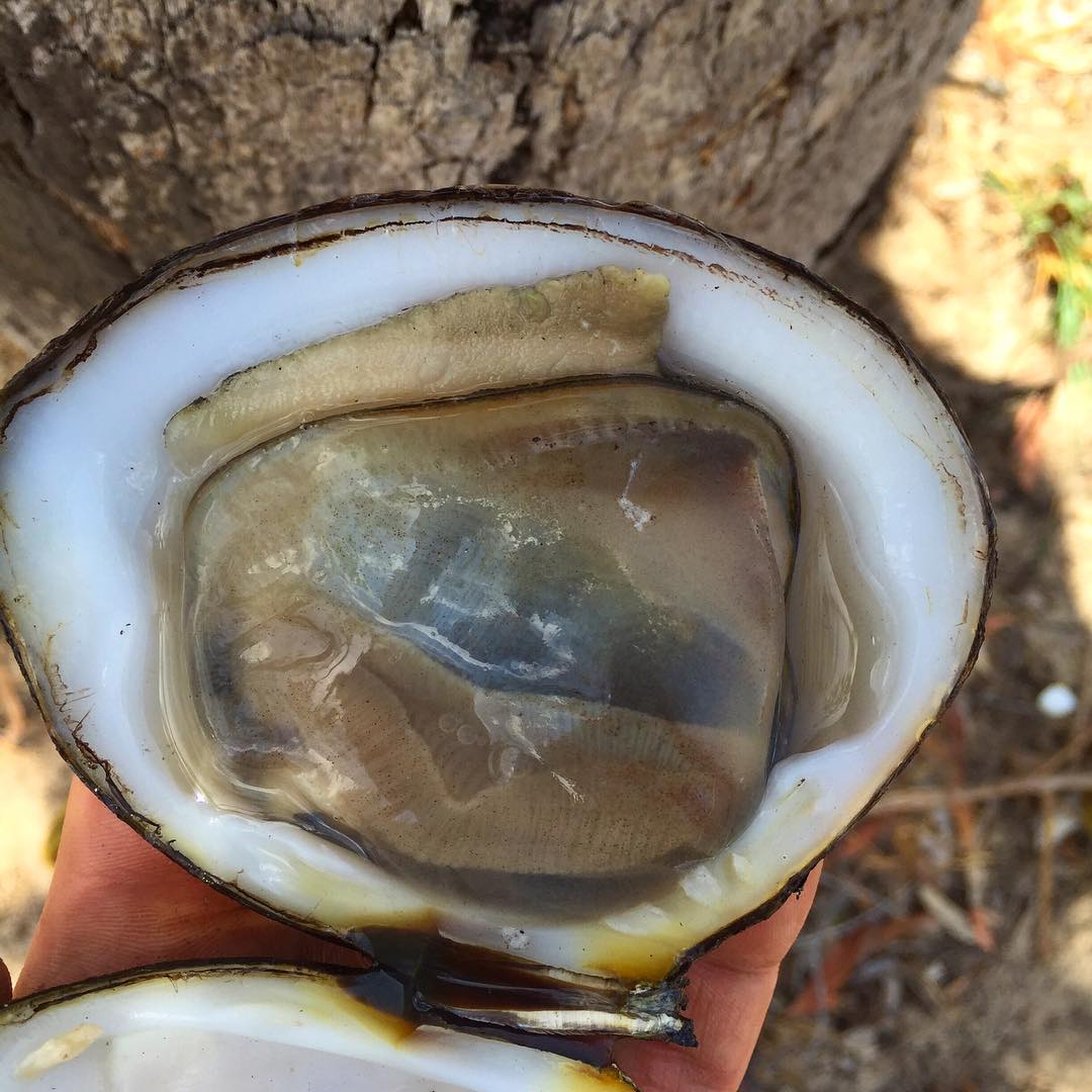 Mud clam, Australia, 2015, courtesy of René Redzepi's Instagram