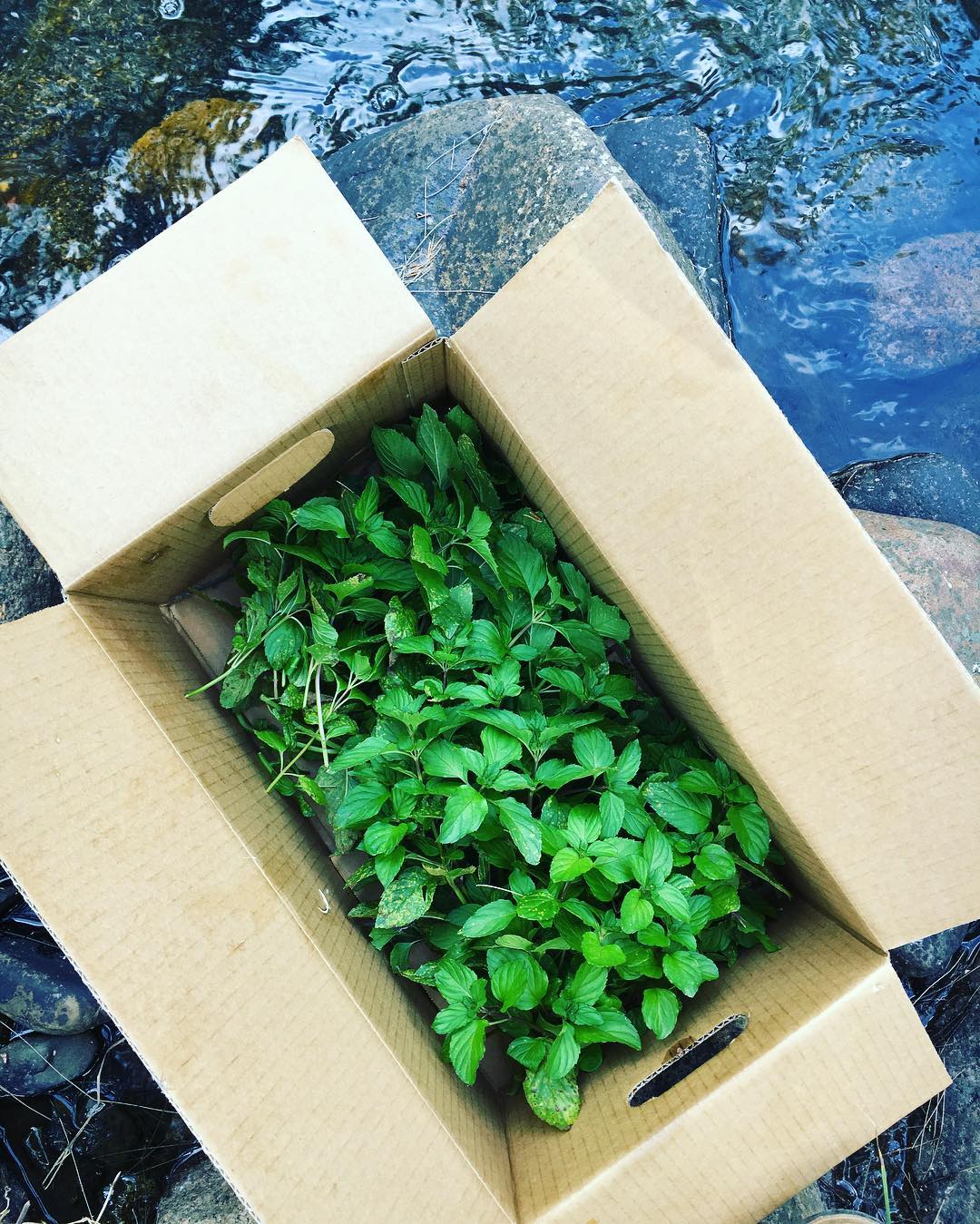 Native Australian River Mint. Image courtesy of Elijah Holland's Instagram