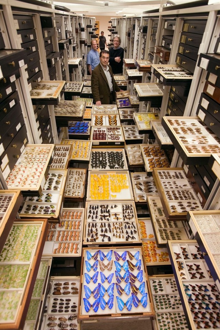 Smithsonian Natural History collection - photograph by Chip Clark courtesy of the Smithsonian