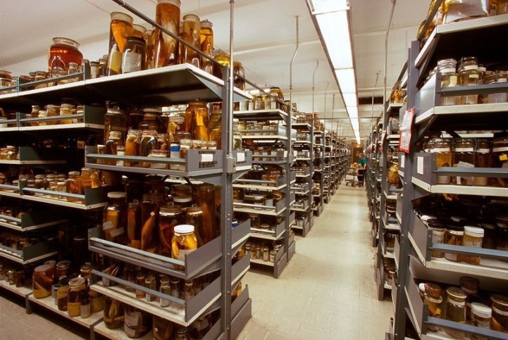 Smithsonian Natural History collection - photograph by Chip Clark courtesy of the Smithsonian