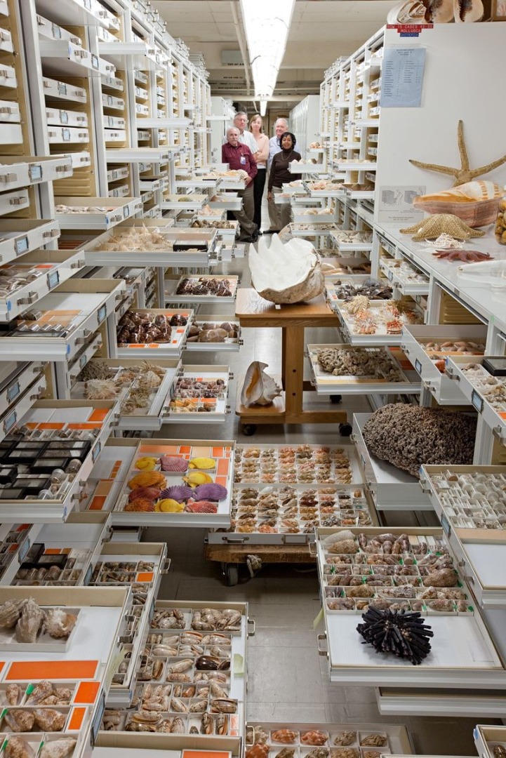 Smithsonian Natural History collection - photograph by Chip Clark courtesy of the Smithsonian