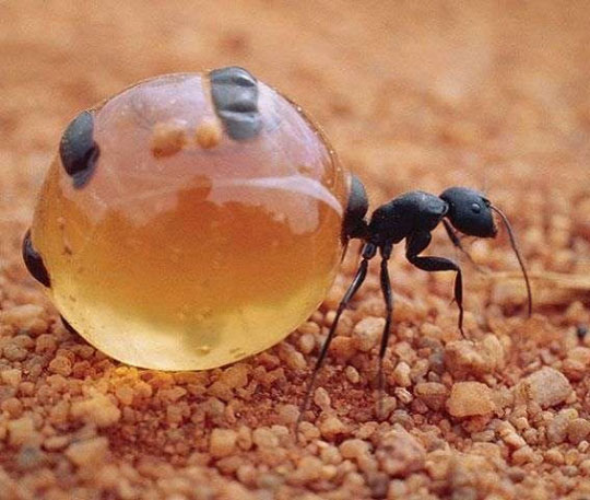 A honey ant. Image courtesy of René Redzepi's Instagram