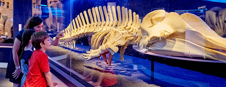 A display at London's Natural History Museum