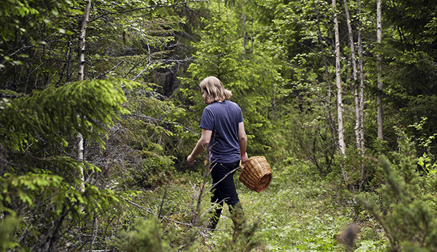 Magnus Nilsson foraging for the Fäviken kitchen