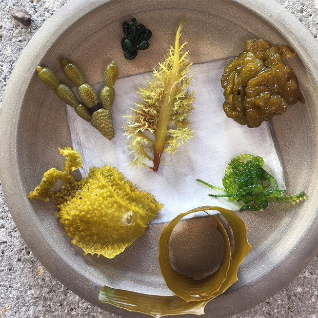 Seaweed at Noma Australia. Image courtesy of René Redzepi's Instagram