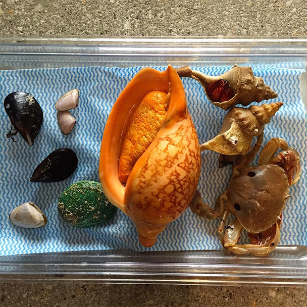 Shellfish at Noma Australia. Image courtesy of René Redzepi's Instagram