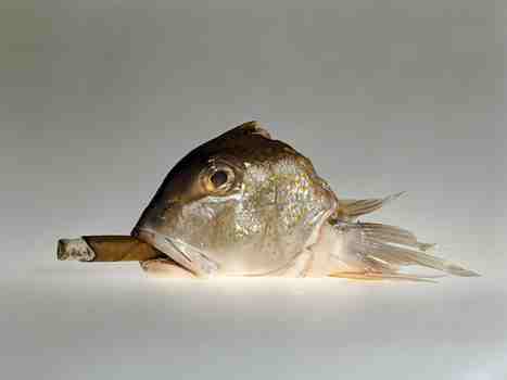 Cohiba Cigar with Smoking Fish (2009) - Elliott Erwitt