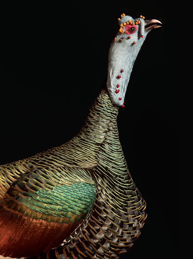 An ocellated turkey,photographed by Robert Clark. From Evolution: A Visual Record